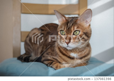 Bengal cat resting on chair 137081398
