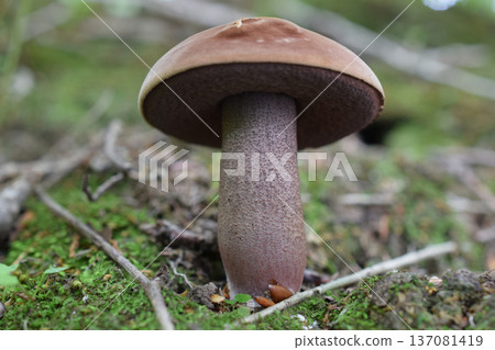 Black-spotted oyster 137081419