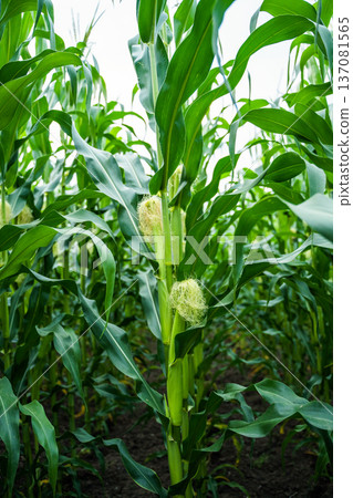 Cornfield thriving with young green maize plants growing in rows, showing developing ears of corn with silks on a sustainable agricultural farm during summer Cornfield thriving with young green maize plants growing in rows, showing developing ears of corn with silks on a sustainable agricultural farm during summer 137081565