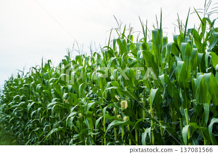 Lush green corn plants growing straight up in a row creating a vibrant field under a light sky, symbolizing agricultural abundance, sustainable farming, and fresh food production 137081566
