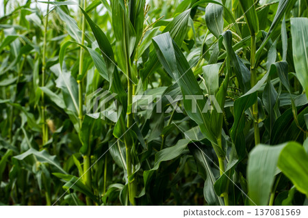 Vibrant green maize plants growing in a lush, healthy cornfield, showing agricultural prosperity, sustainable farming, and natural plant growth during summer 137081569