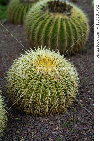 Golden barrel cacti thriving in a desert garden, showing their unique spherical shapes and sharp yellow spines on rocky xeriscape ground Golden barrel cacti thriving in a desert garden, showing their unique spherical shapes and sharp yellow spines on rocky xeriscape ground 137081732