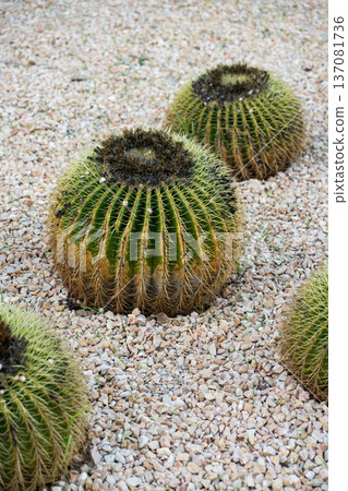 Golden Barrel Cacti growing in a desert landscape design, showcasing their spherical form, ribbed structures, and sharp yellow spines on light gravel Golden Barrel Cacti growing in a desert landscape design, showcasing their spherical form, ribbed structures, and sharp yellow spines on light gravel 137081736