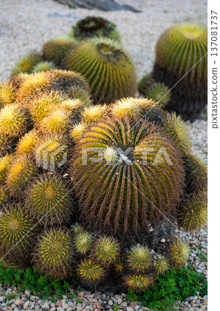 Golden barrel cacti, large succulents with sharp thorns, growing in a gravel bed, showing drought resistance and desert plant beauty in a xeriscaping garden scene Golden barrel cacti, large succulents with sharp thorns, growing in a gravel bed, showing drought resistance and desert plant beauty in a xeriscaping garden scene 137081737