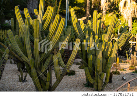 Large columnar cacti growing in a desert botanical garden under bright sunlight, highlighting their vertical ribbed stems and thorny structure 137081751