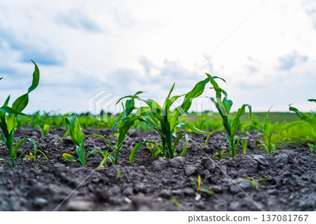 Young corn plants growing in rows across a fertile agricultural field under a cloudy sky, representing new beginnings, sustainability, and organic farming on farm land Young corn plants growing in rows across a fertile agricultural field under a cloudy sky, representing new beginnings, sustainability, and organic farming on farm land 137081767