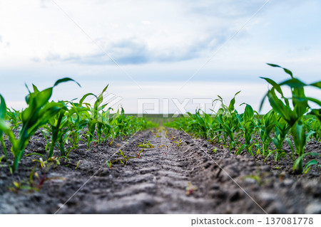 Young corn seedlings growing in cultivated rows across a farm field, showing agricultural cultivation and crop development under a wide open sky, symbolizing growth and sustenance 137081778