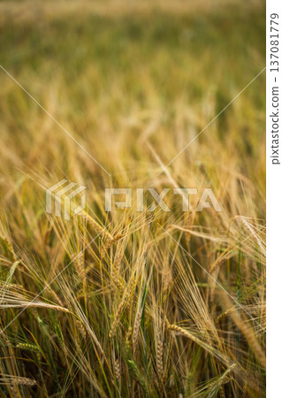 Golden barley field swaying in the wind, symbolizing agriculture, harvest, sustenance, and the bountiful process of growing cereal grain and food outdoors Golden barley field swaying in the wind, symbolizing agriculture, harvest, sustenance, and the bountiful process of growing cereal grain and food outdoors 137081779