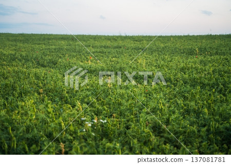 Lush pea field growing in the countryside at sunset, showing green plants and some red poppies, representing agriculture, nature, and summer harvest Lush pea field growing in the countryside at sunset, showing green plants and some red poppies, representing agriculture, nature, and summer harvest 137081781