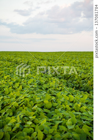 Expansive view of a lush green soybean crop filling a fertile farmland, showcasing agricultural productivity and the future of sustainable food production Expansive view of a lush green soybean crop filling a fertile farmland, showcasing agricultural productivity and the future of sustainable food production 137081784