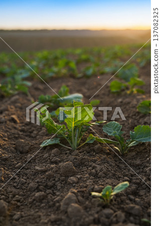 Oilseed rapeseed and canola seedlings growing across agricultural field at sunrise, sustainable farming concept Oilseed rapeseed and canola seedlings growing across agricultural field at sunrise, sustainable farming concept 137082325