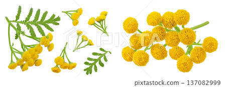 Tansy flower or Tanacetum vulgare isolated on white background. Top view. Flat lay 137082999