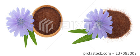 Chicory powder in wooden bowl and flower isolated on white background. Cichorium intybus. Top view. Flat lay 137083002