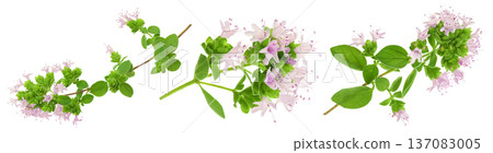 blooming oregano isolated on white background blooming oregano isolated on white background 137083005