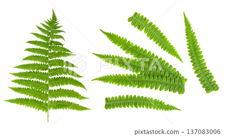 fresh fern leaf isolated on white background. Top view. Flat lay. fresh fern leaf isolated on white background. Top view. Flat lay. 137083006