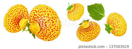 Calceolaria flower isolated on white background. Top view. Flat lay 137083029