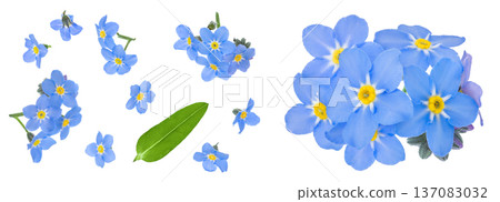 forget-me-not flowers isolated on white background. Top view. Flat lay forget-me-not flowers isolated on white background. Top view. Flat lay 137083032