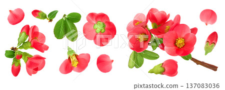 Chaenomeles speciosa or japanese quince flower isolated on white background Chaenomeles speciosa or japanese quince flower isolated on white background 137083036