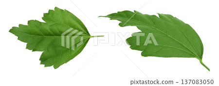 leaf of hibiscus flower isolated on white background. Top view. Flat lay. 137083050
