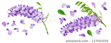 Wisteria flowers isolated on white background with full depth of field 137083056