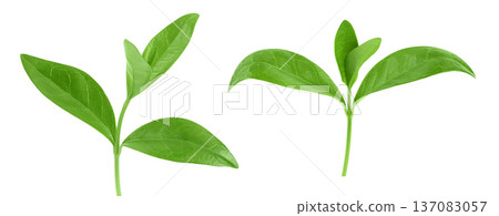 periwinkle leaf isolated on white background with full depth of field 137083057