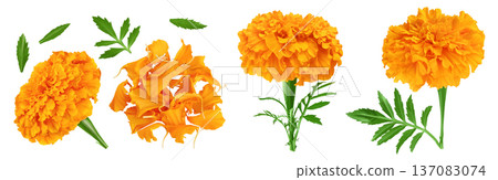 fresh marigold or tagetes erecta flower isolated on white background with full depth of field. Top view. Flat lay fresh marigold or tagetes erecta flower isolated on white background with full depth of field. Top view. Flat lay 137083074