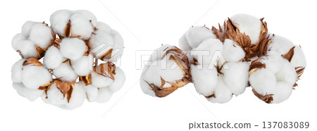 Cotton plant flower isolated on white background with full depth of field. Top view. Flat lay Cotton plant flower isolated on white background with full depth of field. Top view. Flat lay 137083089