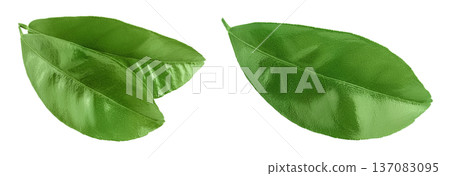 Citrus leaf isolated on white background with  full depth of field 137083095