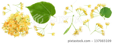 Linden flowers with leaf isolated on white background Linden flowers with leaf isolated on white background 137083109