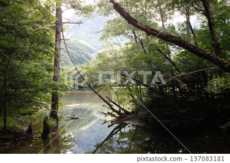 Waterfall seen from among trees Waterfall seen from among trees 137083181