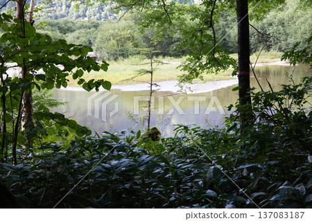 Trees reflected on the surface of the water 137083187