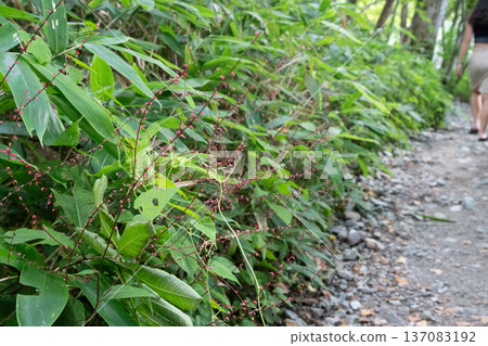 路邊植物 137083192