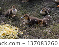 Four little newborn fluffy duckling outdoors. Cute Young duck. Nice small bird close-up 137083260
