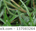 A patch of young grass with dew on it. Green and wet lawn, field grass 137083264
