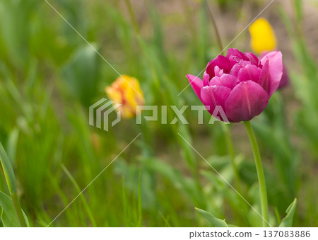 Pink tulips in a flower bed. The tulip bud sways in the wind. Garden. Beautiful simple spring flowers. Floral background. To grow plants. Gardening. Pink tulips in a flower bed. The tulip bud sways in the wind. Garden. Beautiful simple spring flowers. Floral background. To grow plants. Gardening. 137083886