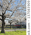 Cherry blossom trees and a red bridge Cherry blossom trees and a red bridge 137083909