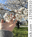 Spring cherry blossoms touch your fingertips Spring cherry blossoms touch your fingertips 137083910