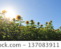Sunflowers growing tall towards the sun Sunflowers growing tall towards the sun 137083911