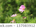 Pink cosmos flowers blooming in autumn field Pink cosmos flowers blooming in autumn field 137083912