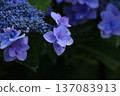 Hydrangea wet in the rain Hydrangea wet in the rain 137083913