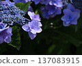 Hydrangeas wet with rain and illuminated by the sun Hydrangeas wet with rain and illuminated by the sun 137083915