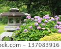 Hydrangeas blooming in melancholy Hydrangeas blooming in melancholy 137083916