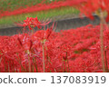 red spider lily red spider lily 137083919