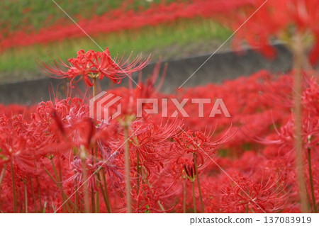 red spider lily red spider lily 137083919