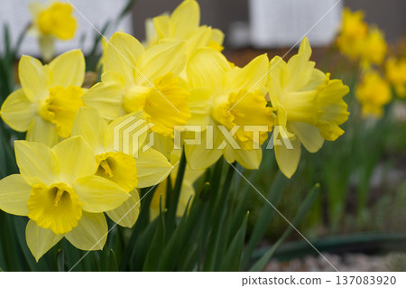 Yellow flowers daffodils in a flower bed. Spring flower Narcissus. Beautiful bush in the garden. Yellow flowers daffodils in a flower bed. Spring flower Narcissus. Beautiful bush in the garden. 137083920