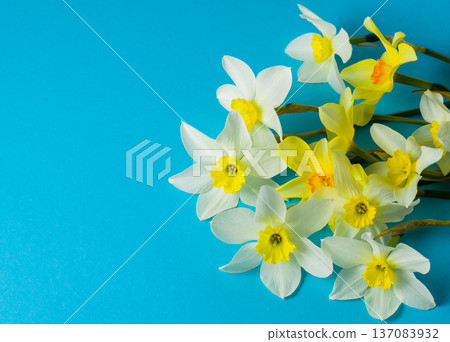 White and yellow daffodils on a blue background. Spring flowers. Daffodil bud. Narcissus Easter bouquet 137083932