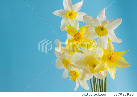White and yellow daffodils on a blue background. Spring flowers. Daffodil bud. Narcissus Easter bouquet copy space White and yellow daffodils on a blue background. Spring flowers. Daffodil bud. Narcissus Easter bouquet copy space 137083936