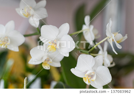 Orchids white buds. Orchid background. Phalaenopsis bud. A branch of flowers. Delicate flower. Orchids white buds. Orchid background. Phalaenopsis bud. A branch of flowers. Delicate flower. 137083962