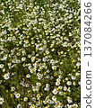 Field of chamomile flowers. Field of chamomile flowers in bloom. 137084266
