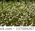 Field of chamomile flowers. Field of chamomile flowers in bloom. 137084267
